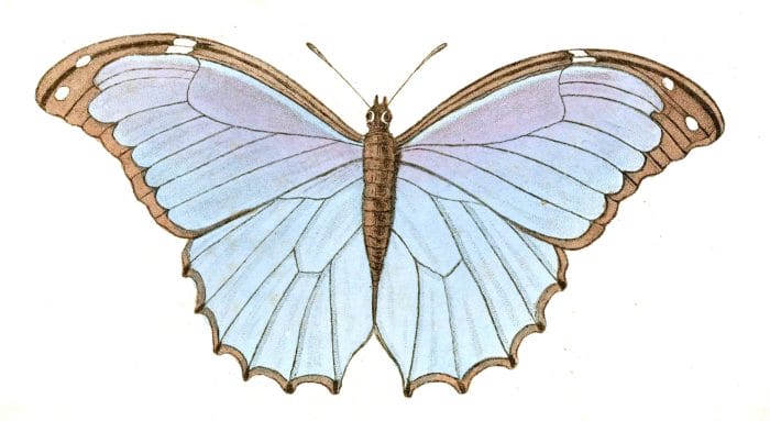 Arcuatus Caeruleus Blue Butterfly