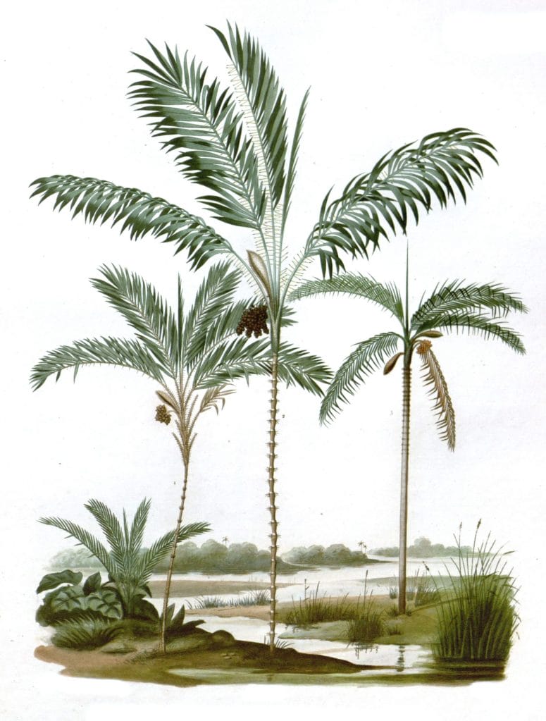 Bactris palm