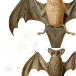 Bat 4