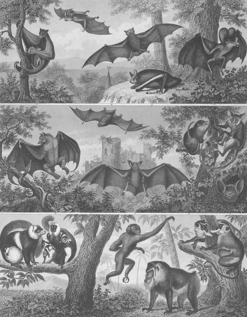 Bats and primates