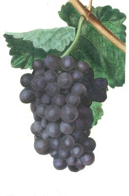 Black Grapes