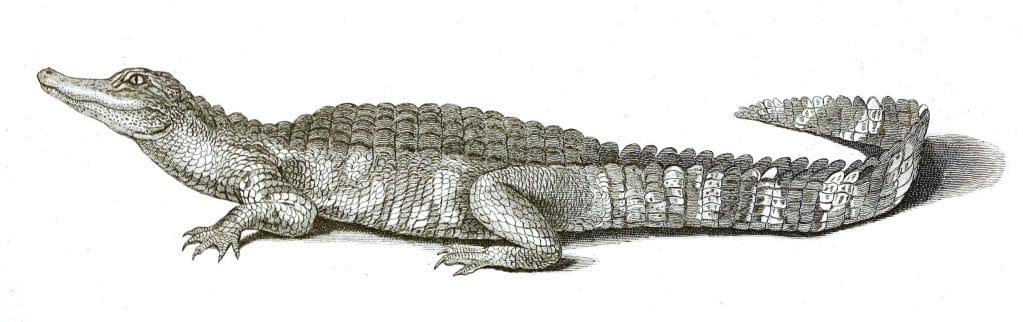 Black and White Aligator illustrations By Robert Huish 1830