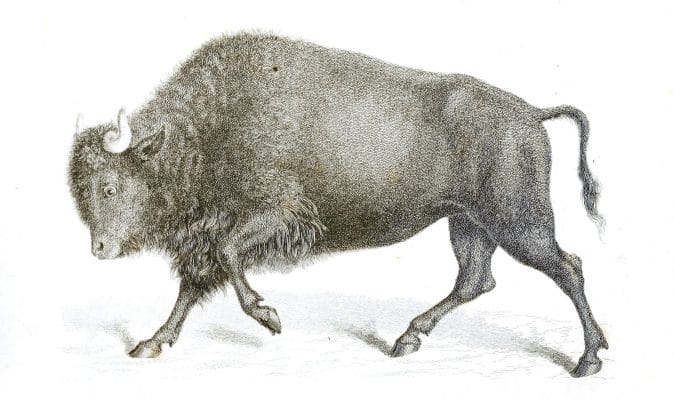 Black and White American Bison illustrations By Robert Huish 1830