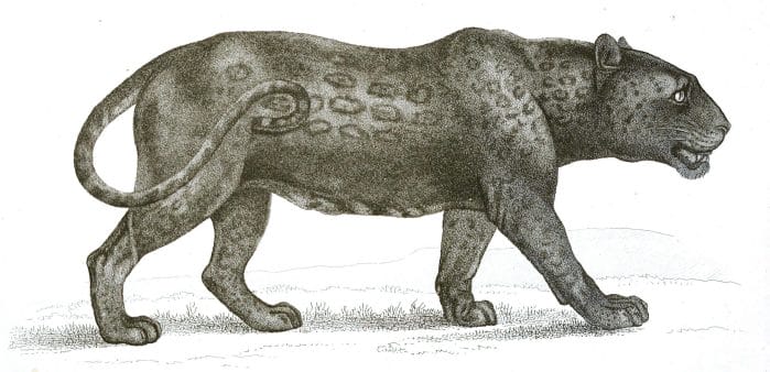 Black and White Black Panther illustrations By Robert Huish 1830