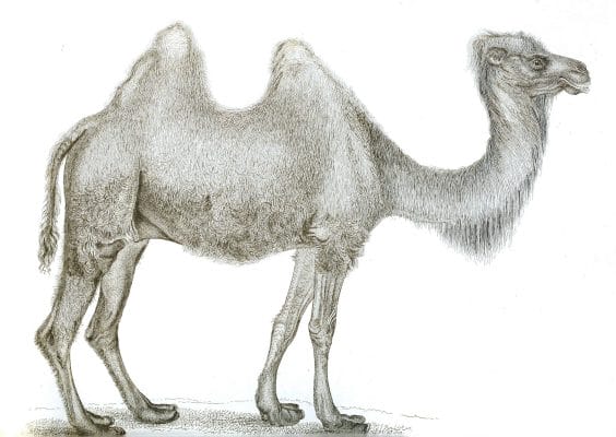 Black and White Camel illustrations By Robert Huish 1830