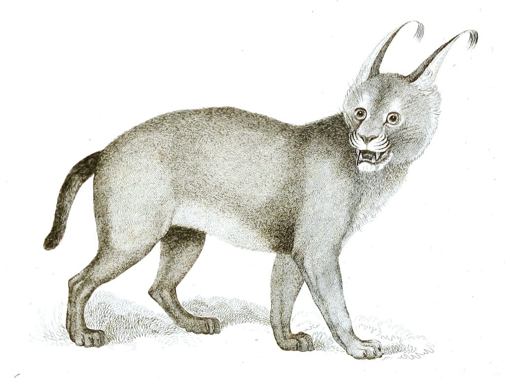 Black and White Caracal or Lynx illustrations By Robert Huish 1830