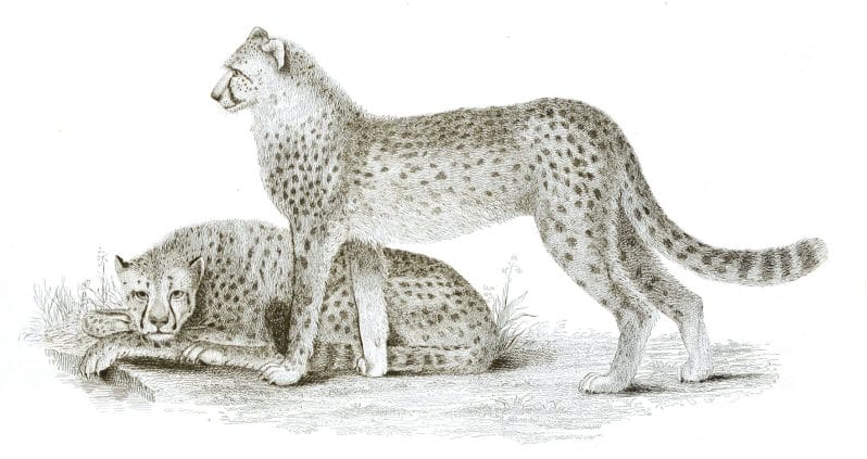 Black and White Chittahs or Hunting Leopards illustrations By Robert Huish 1830
