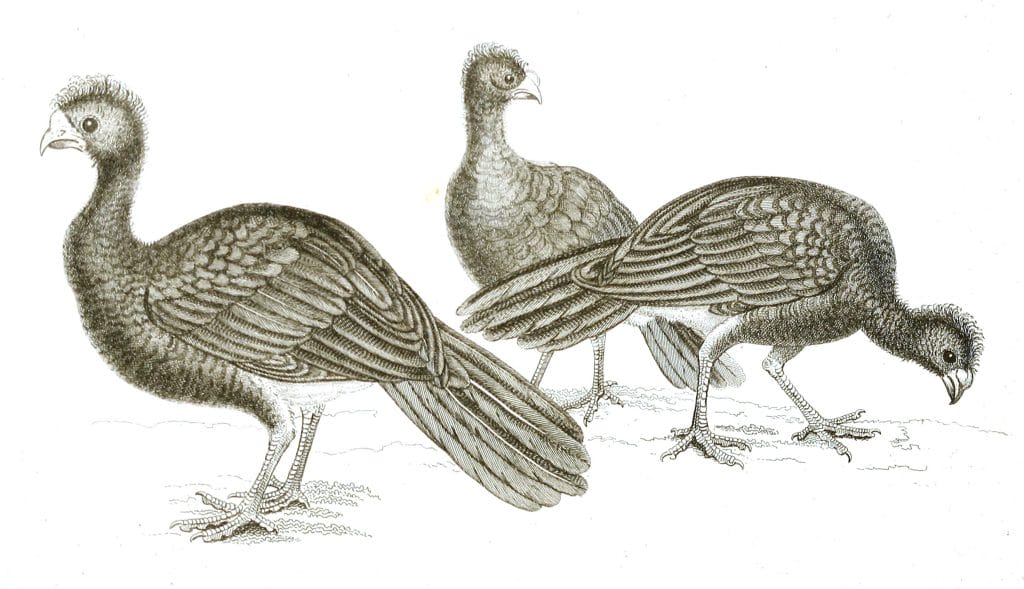 Black and White Curassows illustrations By Robert Huish 1830