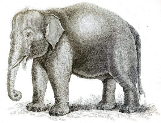 Black and White Elephant illustrations By Robert Huish 1830