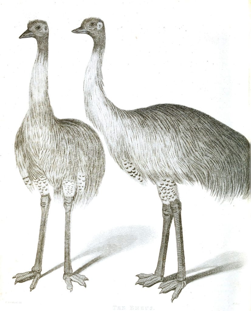 Black and White Emus illustrations By Robert Huish 1830