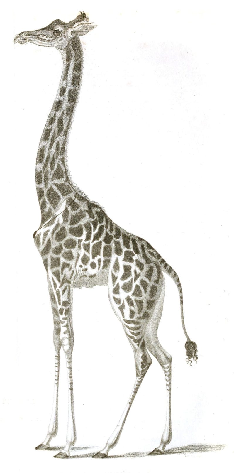 Black and White Giraffe illustrations By Robert Huish 1830