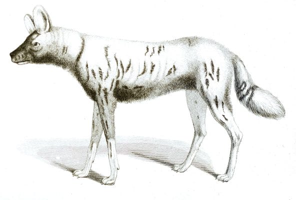Black and White Hyaena illustrations By Robert Huish 1830