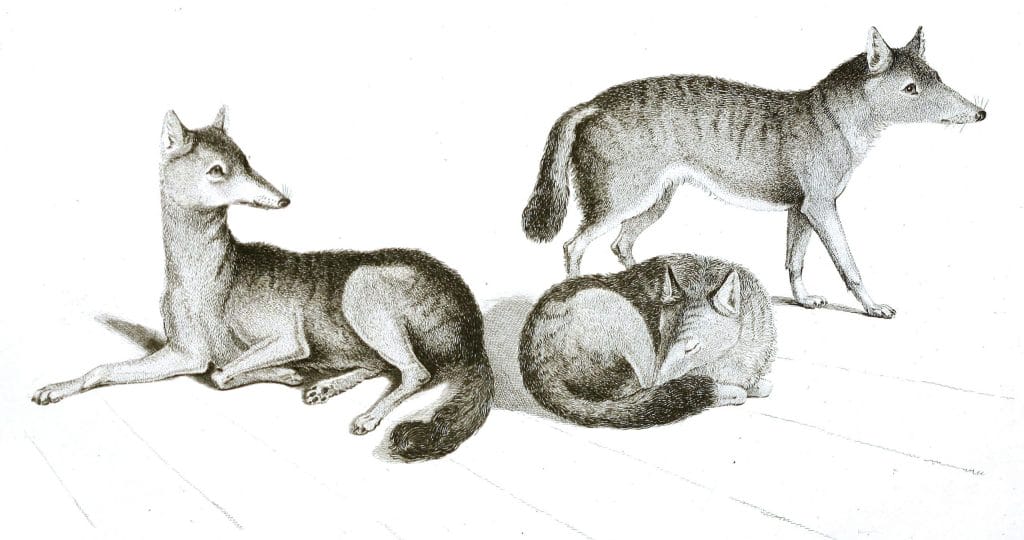Black and White Jackals illustrations By Robert Huish 1830