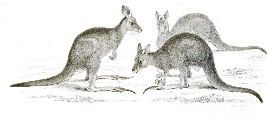 Black and White Kangaroos illustrations By Robert Huish 1830