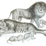 Black and White Lion Tiger illustrations By Robert Huish 1830