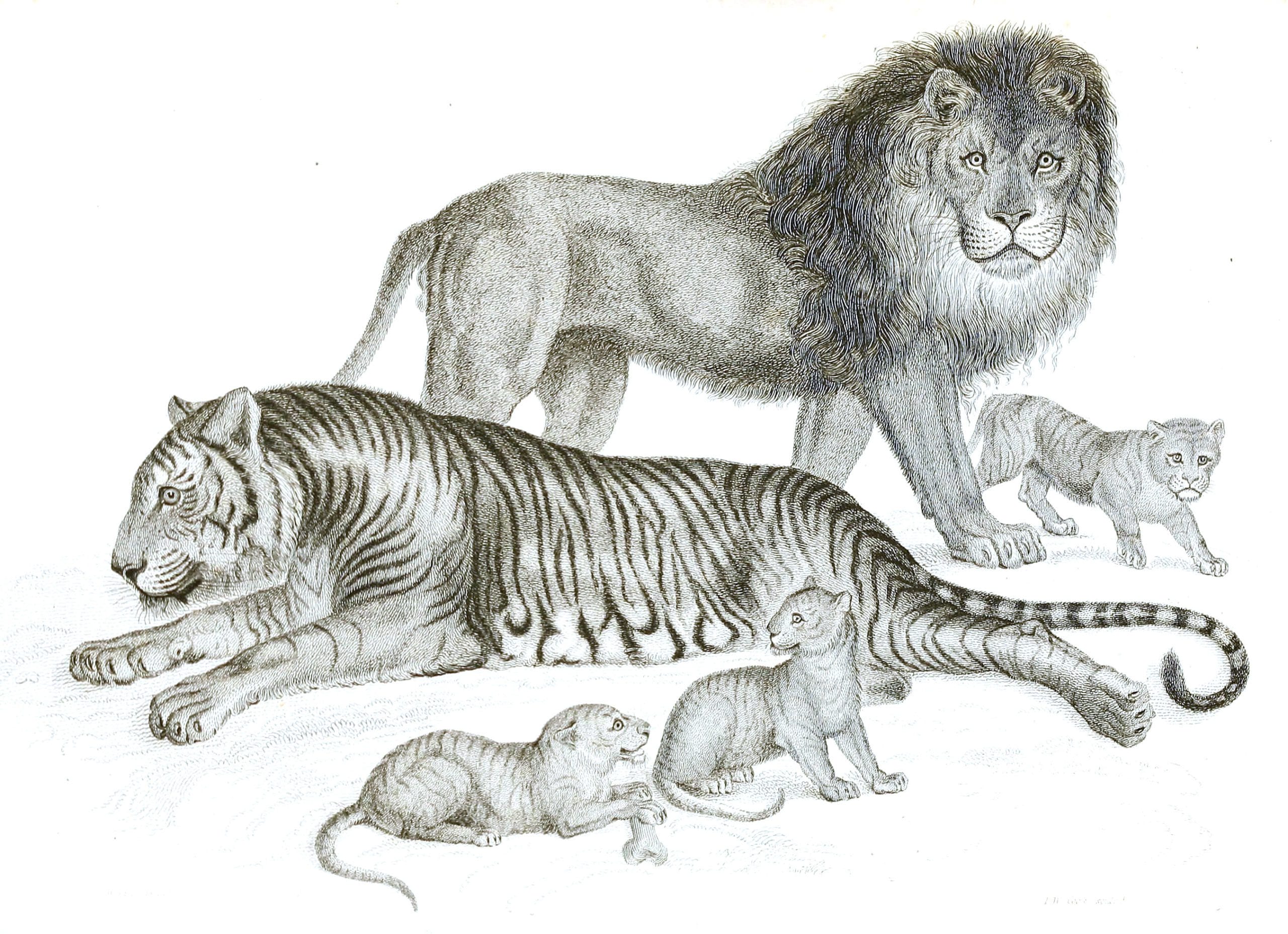 black-and-white-lion-tiger-illustrations-by-robert-huish-1830-free
