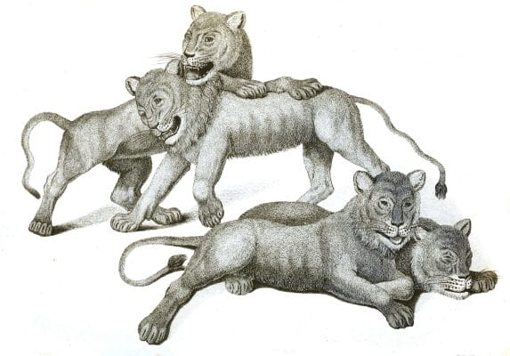 Black and White Lion cubs2 illustrations By Robert Huish 1830