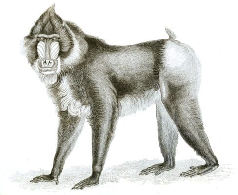 Black and White Mandrill illustrations By Robert Huish 1830