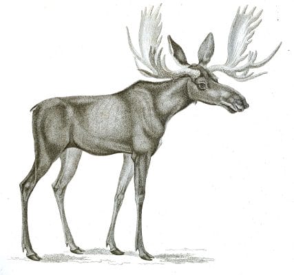 Black and White Moose Deer or Elk illustrations By Robert Huish 1830