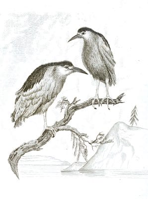 Black and White Night Heron illustrations By Robert Huish 1830
