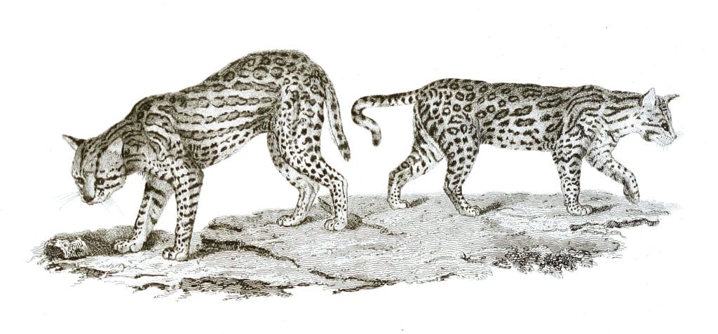 Black and White Ocelots illustrations By Robert Huish 1830