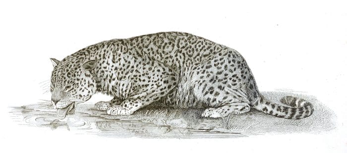 Black and White Panther illustrations By Robert Huish 1830
