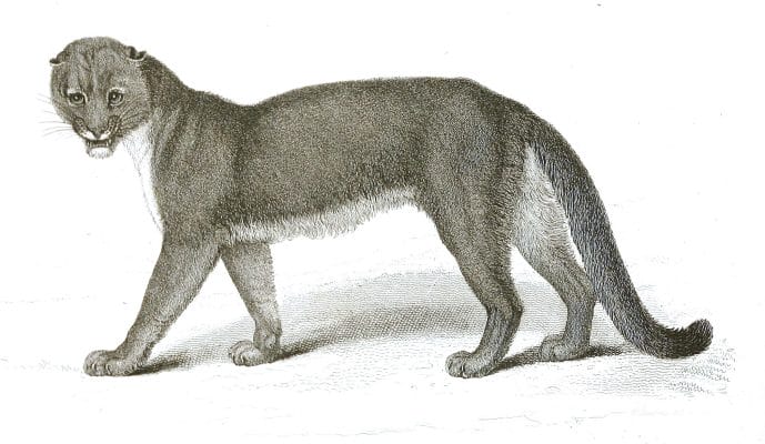 Black and White Puma illustrations By Robert Huish 1830