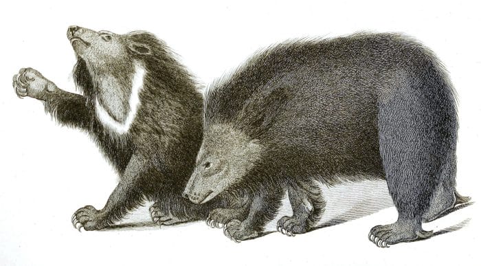 Black and White Sloth Bear illustrations By Robert Huish 1830