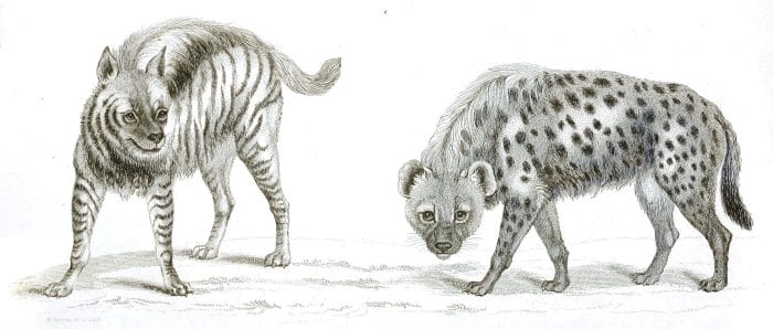 Black and White Striped and Spotted Hyaenas illustrations By Robert Huish 1830