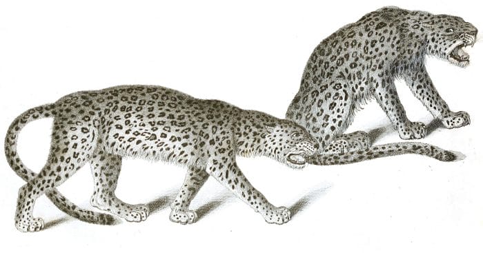 Black and White The Leopards illustrations By Robert Huish 1830