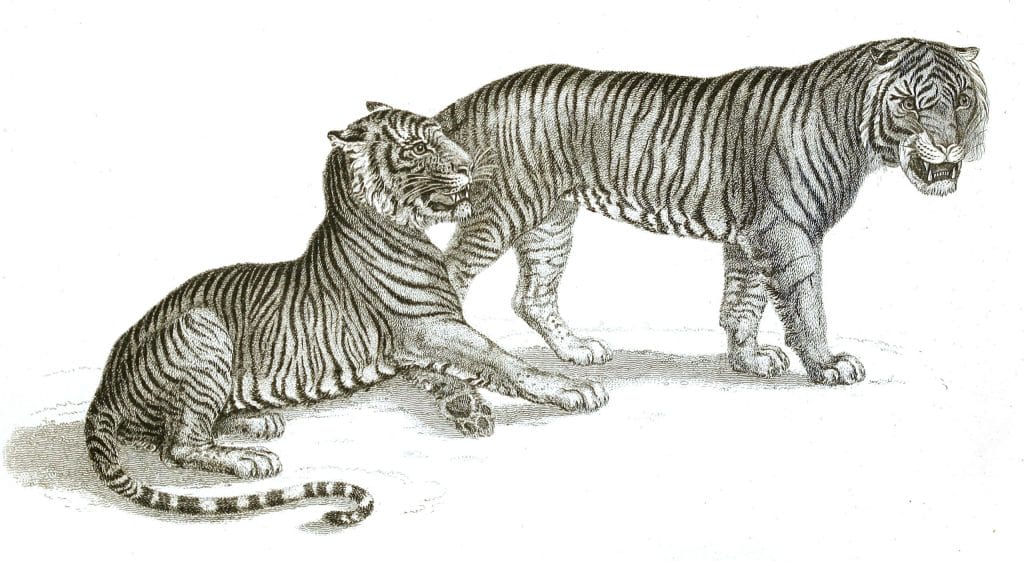 Black and White Tigers illustrations By Robert Huish 1830