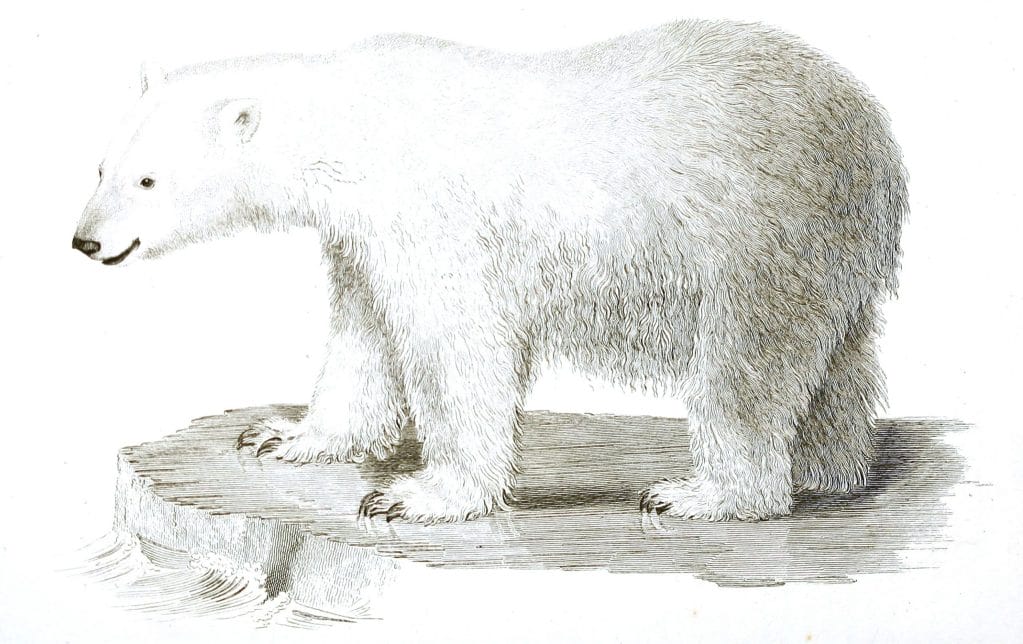 Black and White White Polar Bear illustrations By Robert Huish 1830
