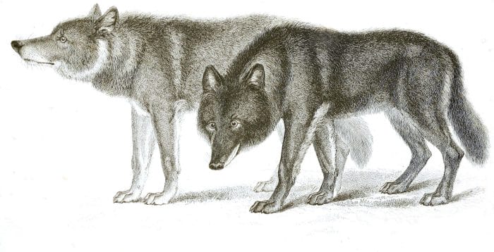 Black and White Wolves illustrations By Robert Huish 1830