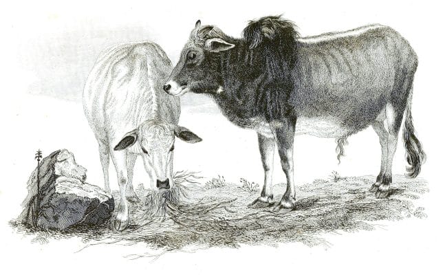 Black and White Zebus Cows illustrations By Robert Huish 1830
