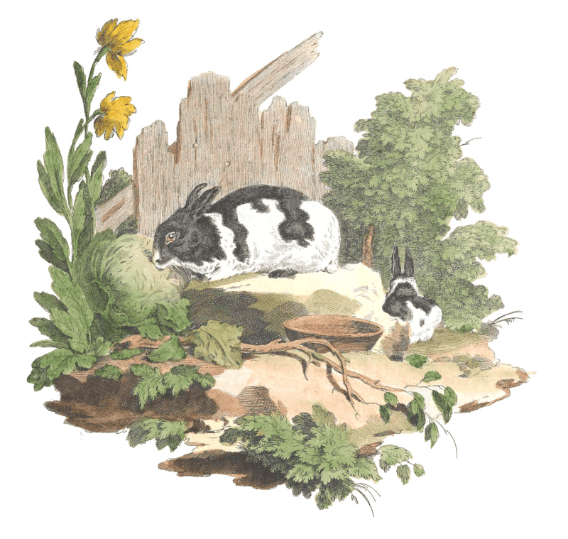 Vintage Rabbit Illustration From The Public Domain Free Vintage