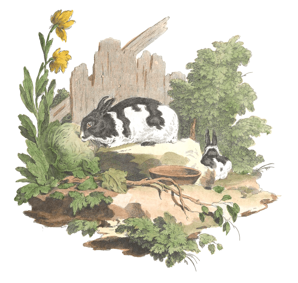 Black and wihte rabbit Vintage Illustration from 1775