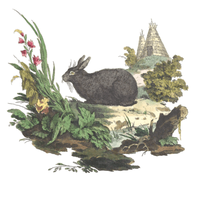 Blak Rabbit Vintage Illustration from 1775