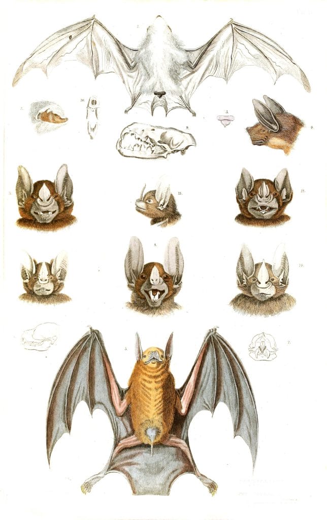 Box taile Bats illustrations By Georges Cuvier 1839