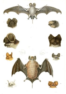Bulldog Bats illustrations By Georges Cuvier 1839