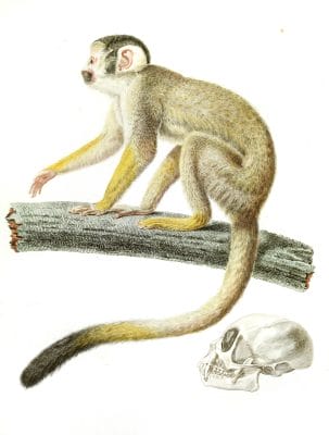 Calitrix monkey