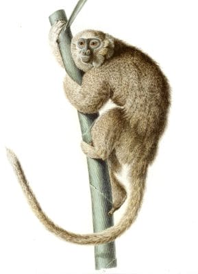 Callithrix Monkey