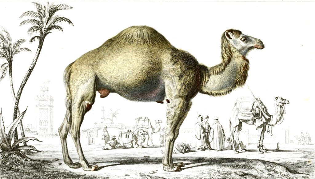 Camel illustration by Charles d Orbigny