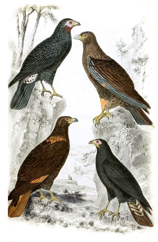 Caracaras illustrations By Georges Cuvier 1839