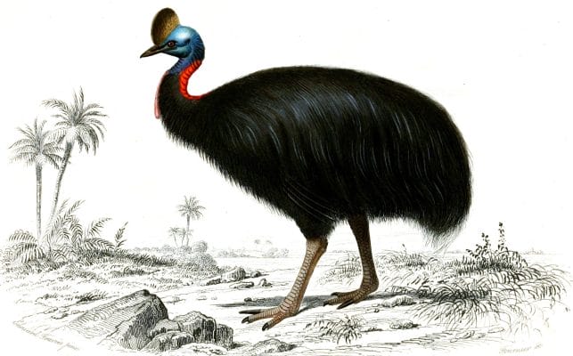 Cassowary illustration by Charles d Orbigny