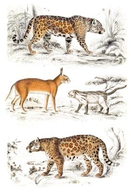 Cats Jaguar Lynx Colocolo illustrations By Georges Cuvier 1839