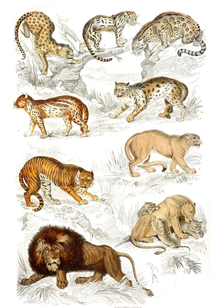 Cats lions Puma Tiger Leopard Ocelot Sumatra Cat illustrations By Georges Cuvier 1839
