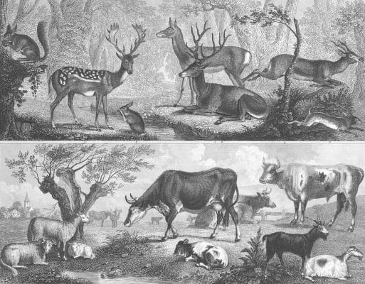 Deer and Cow
