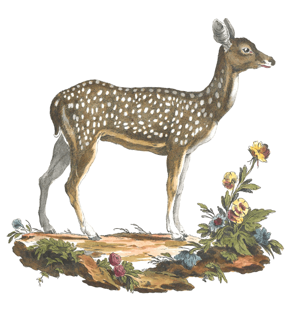 Deer Vintage Illustration from 1775