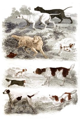Dogs 2 illustrations By Georges Cuvier 1839