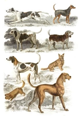 Dogs 3 illustrations By Georges Cuvier 1839
